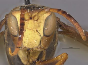 Media type: image;   Entomology 33137 Aspect: head frontal view